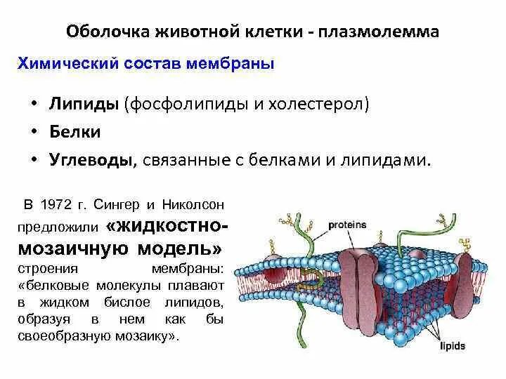 Цитолемма это. Плазмолемма. Плазмолемма клетки. Клеточная мембрана цитолемма. Строение плазмолеммы клетки.