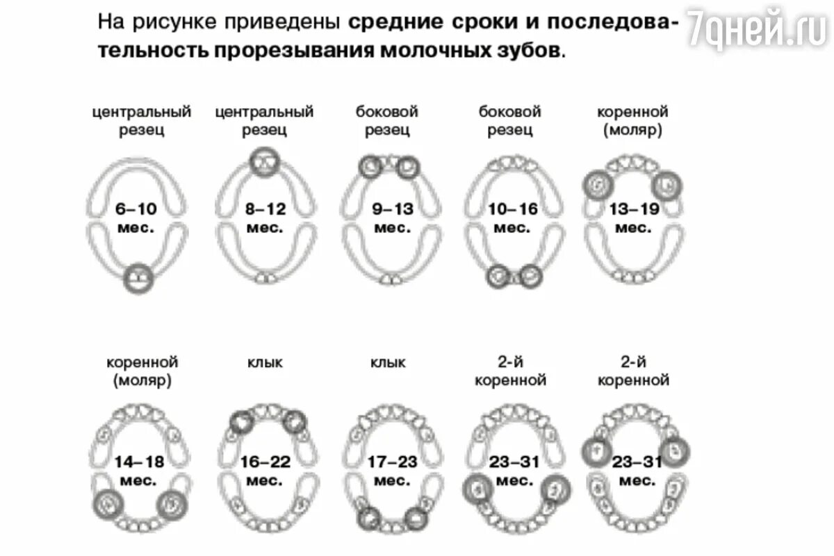 Какие зубы лезут в 2 года. Очерёдность прорезывания зубов. зубы у ребенка порядок прорезывания сроки. зубы у детей порядок прорезывания молочных зубов. как лезут зубы у детей последовательность схема.