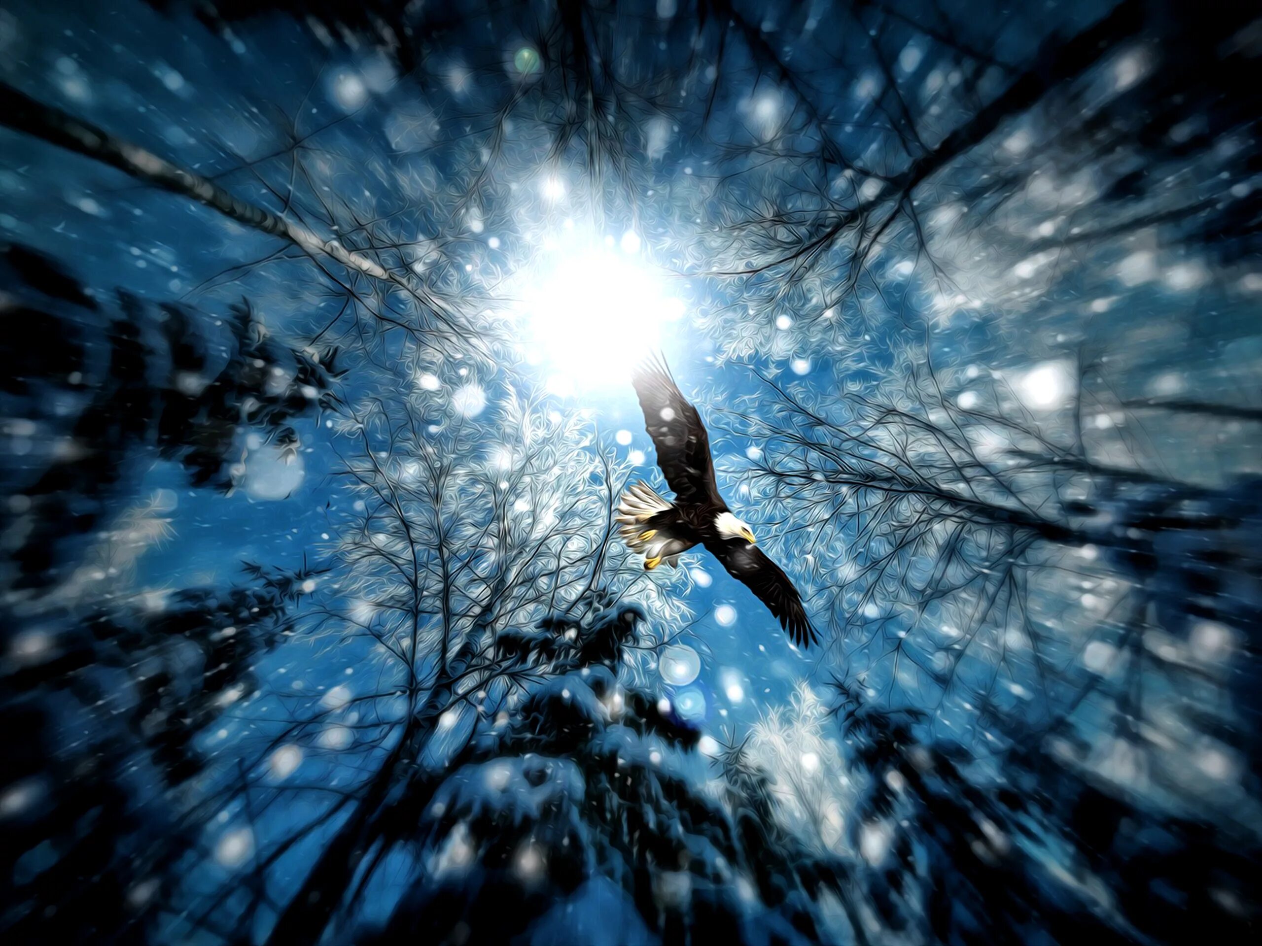 Летящий звон. Птицы в небе зимой. Снег и солнце. Снежная птица. Снег птица солнце.