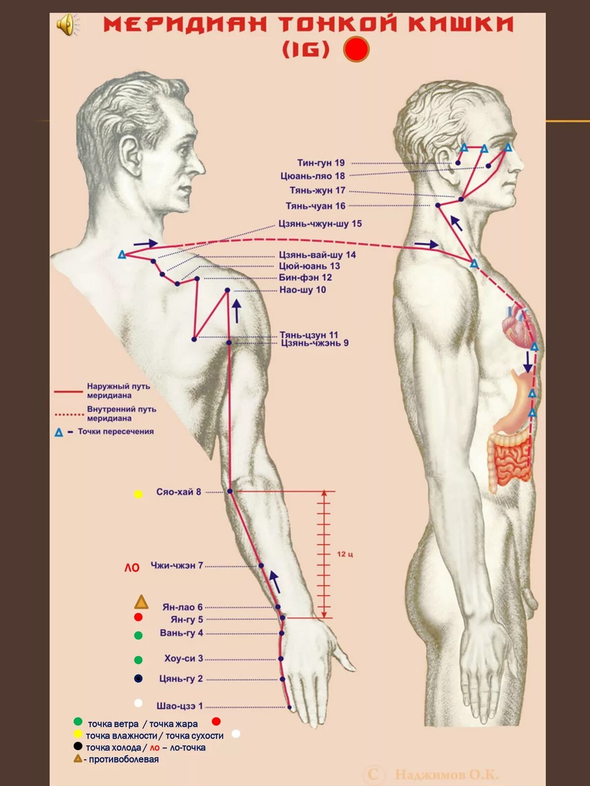 Точки меридианов человека. Меридианы человека схема. Меридианы и точки акупунктуры. Меридианы с точками на теле.
