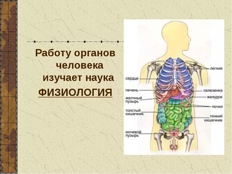 Схема строения человека 4 класс впр. Строение органов человека. Системы органов человека схема. Организм человека 3 класс.