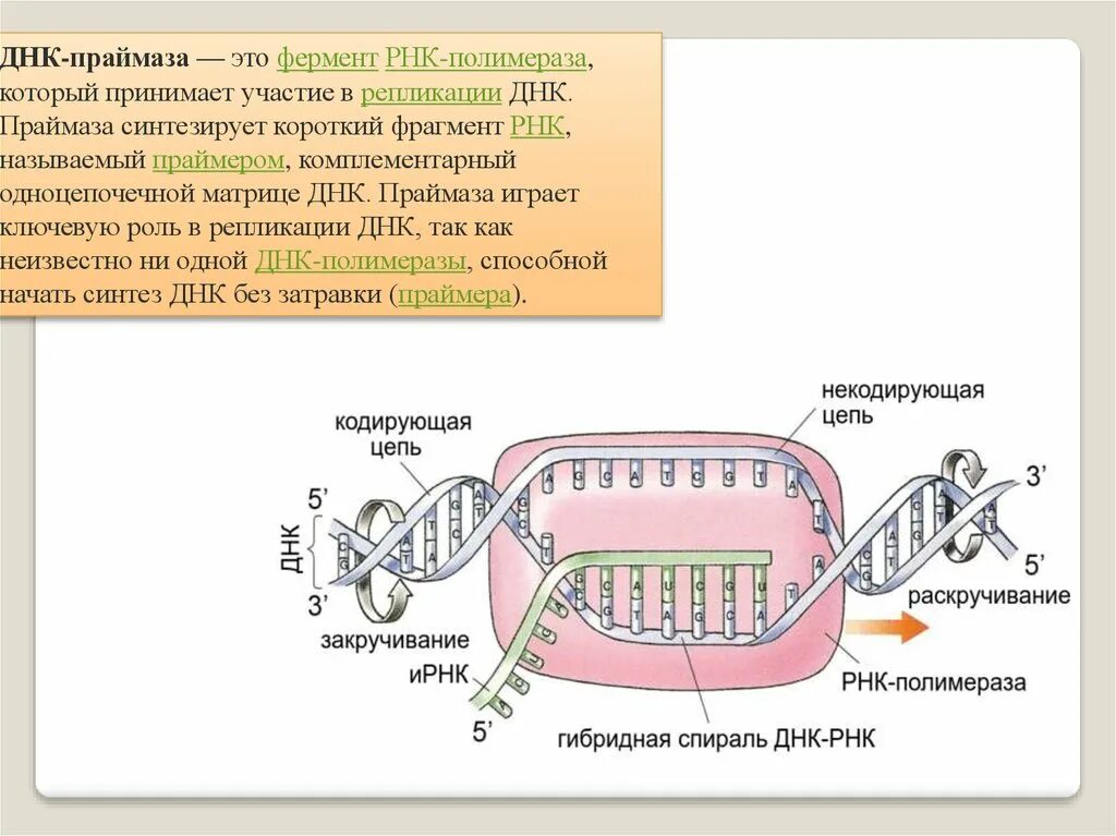 Осуществляется ферментом днк полимеразой. ДНК полимераза репликация ДНК. РНК полимераза функции в репликации ДНК. Фермент РНК праймаза. Репликация РНК Праймеры.