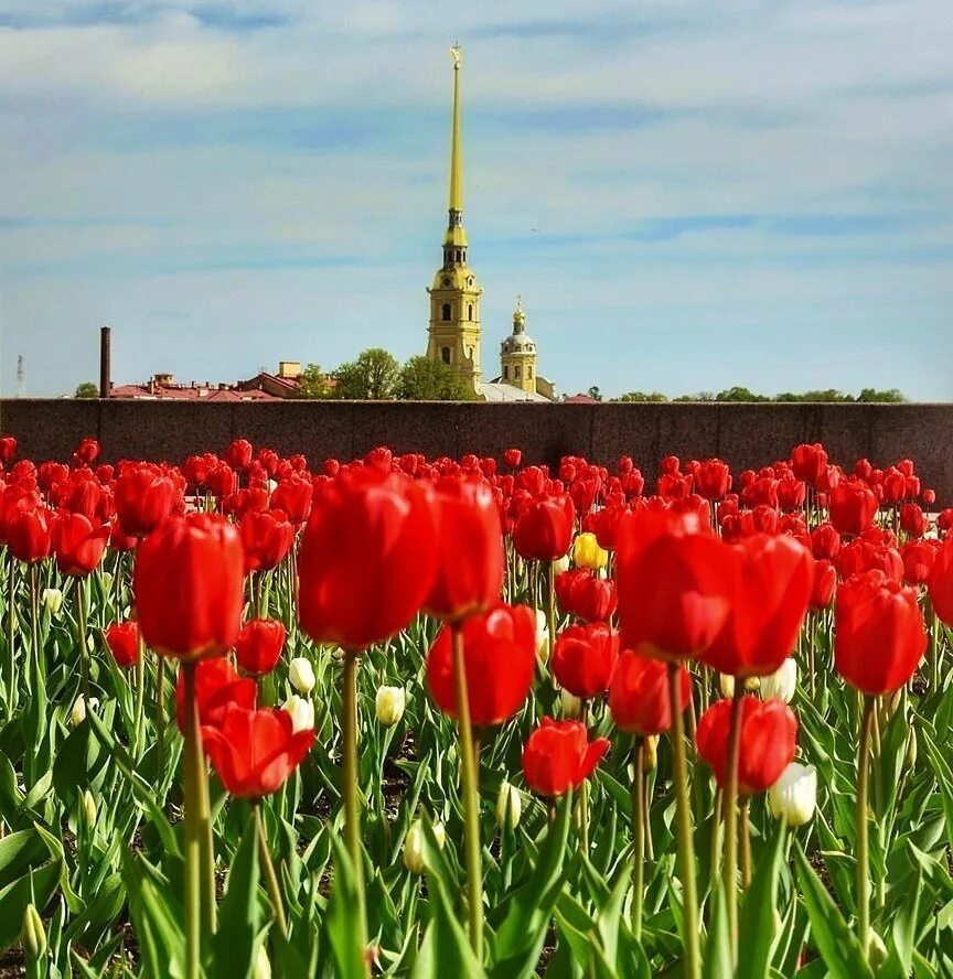 Сколько стоят тюльпаны в спб. Saint Petersburg тюльпаны. Марсово поле Санкт-Петербург тюльпаны. Тюльпан саинт Петербург. Тюльпаны в саду.