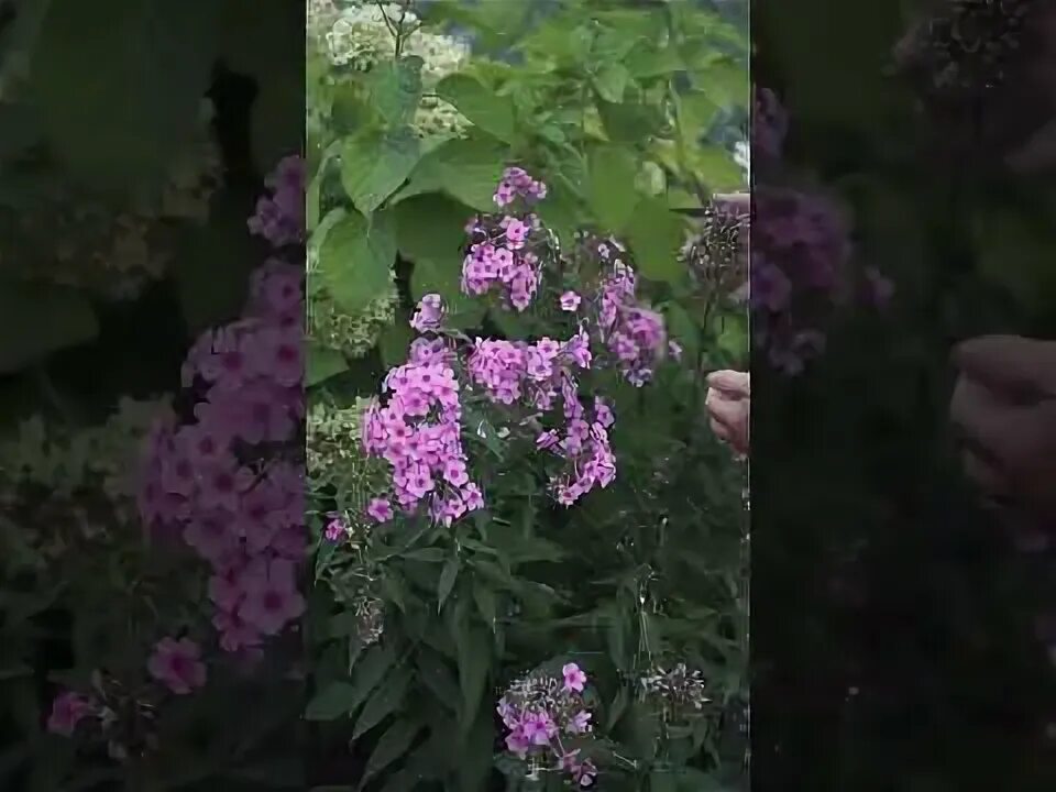 Можно ли обрезать флоксы в августе. Можно ли обрезать флоксы в августе