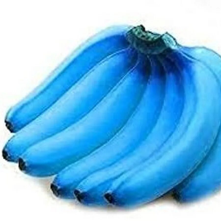 Синий банан. Банановый блюз. Сорт банана голубая ява. Банан картинка. Синий банан.