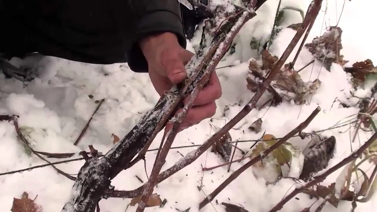 Лоза винограда после зимы. Виноградная лоза весной. Виноград зимой. Виноградная лоза зимой. Виноград после зимы что делать