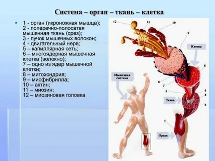 Какая ткань защищает органы