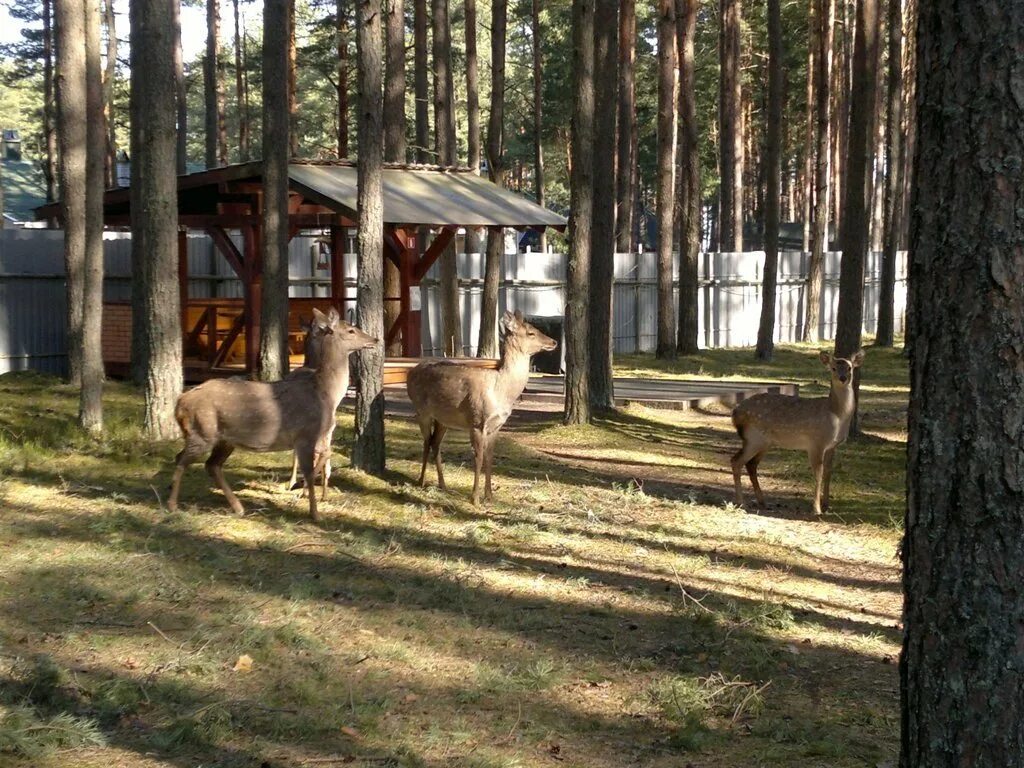 Отдых олени. Плесков база отдыха Псков. Загородный отель Плесков Псковская область. Псков гостиничный отель Плесков. Плесков Псков озеро.