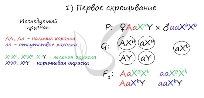 У канареек наличие хохолка доминантный. У канареек сцепленный с полом ген. У канареек наличие хохолка доминантный аутосомный. У канареек наличие хохолка доминантный аутосомный признак а.