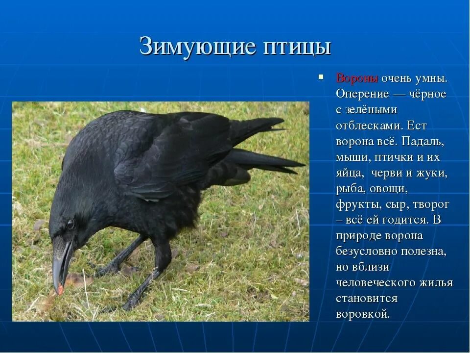 Ворон краткое содержание. Ворона описание. описание вороны. ворон описание. описание о вороне.