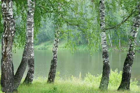 Фон березовая роща