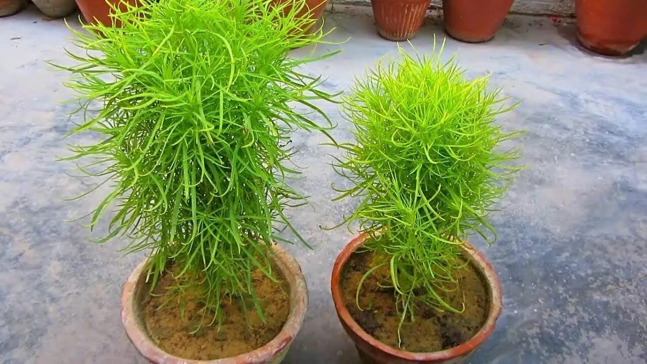 Как вырастить кохию. Кохия чайлдса. Как вырастить кохию. Как вырастить кохию. Кохия кипарис рассада.