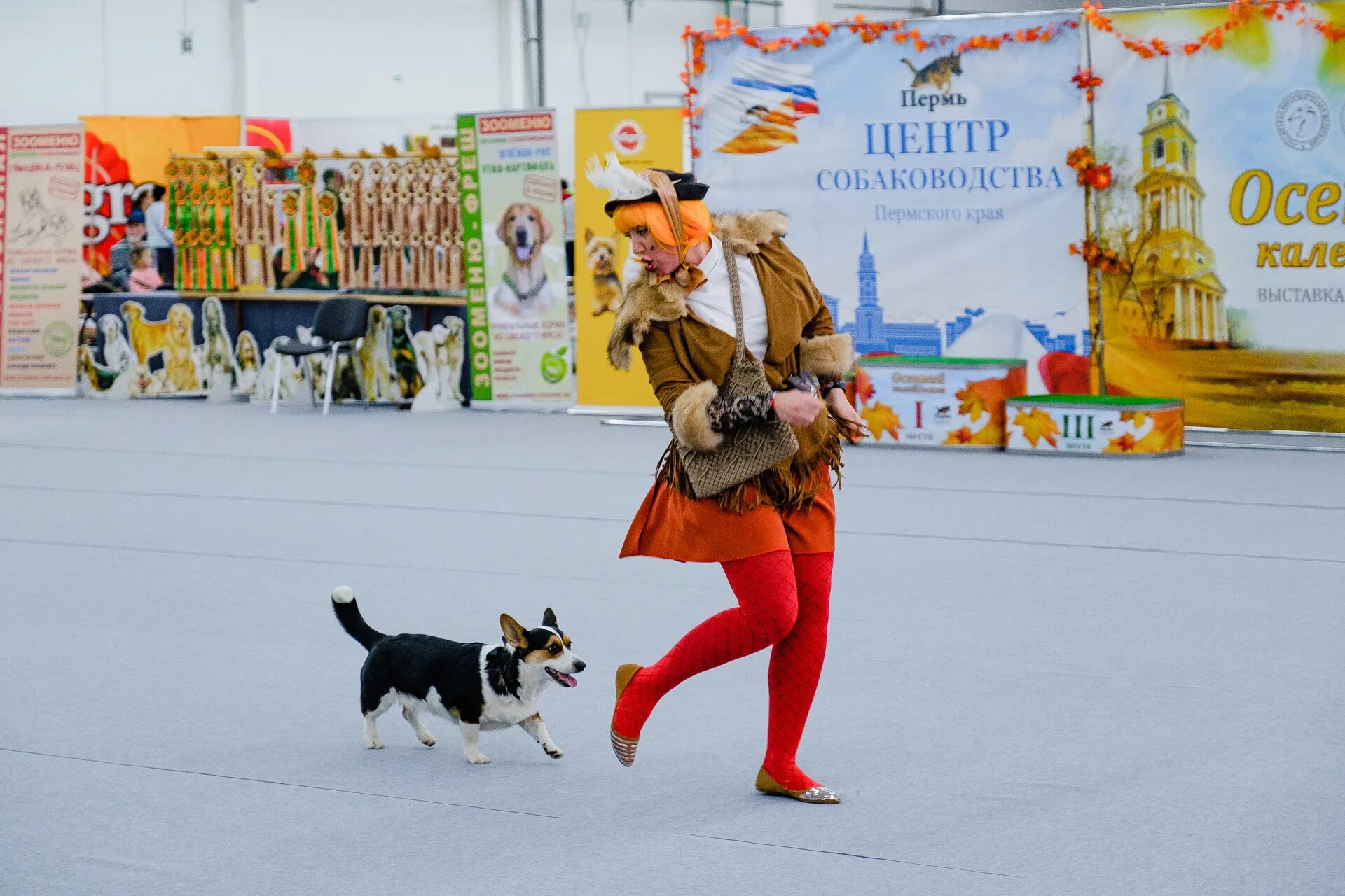 На выставке собак. Собачьи выставки Пермь. Выставка собак 2019. Выставка собак Кострома.