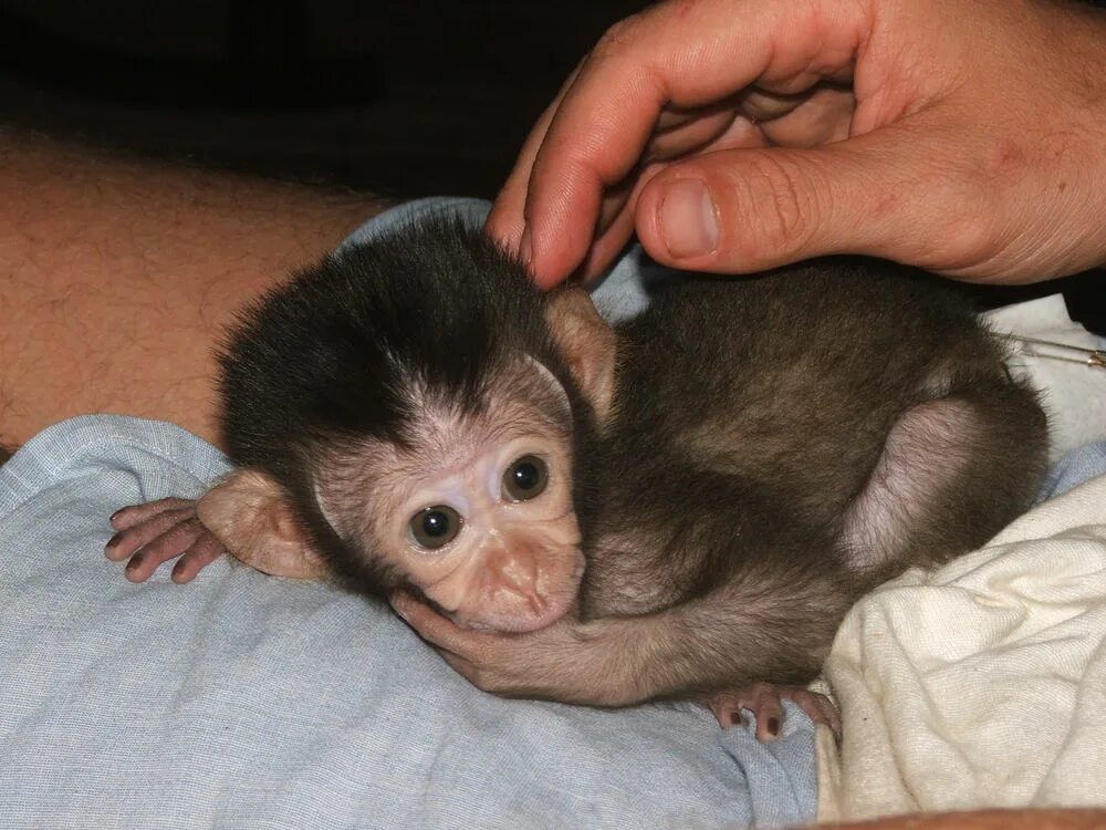 Купить обезьяну домашнюю живую. Маленькие обезьянки. Маленькая обезьяна. Детеныш обезьяны. Смешные маленькие обезьянки.