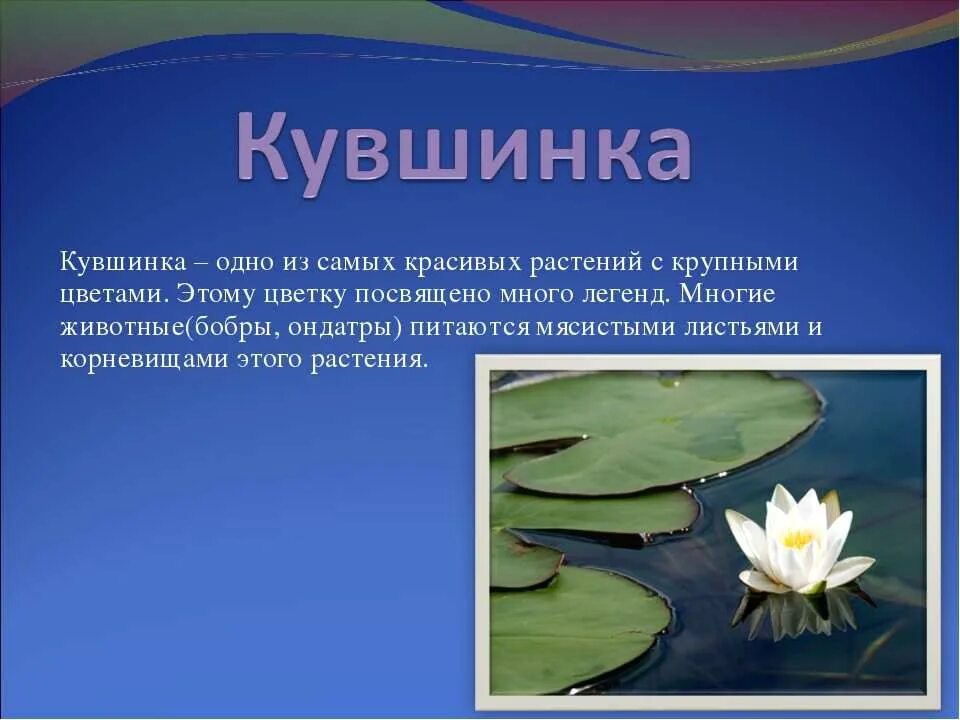 Сообщение про растение 4 класс окружающий мир. Кувшинка белая рассказ. кувшинка белая описание растения. сообщение о кувшинке. доклад о растениях.