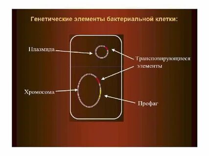 Строение плазмиды бактерий