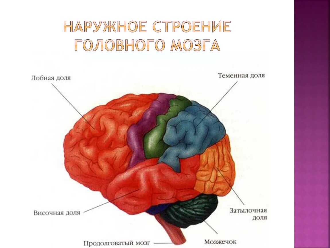 Окружающий мир головной мозг. Строение головного мозга человека. Теменно-затылочные отделы мозга. Наружное строение головного мозга.