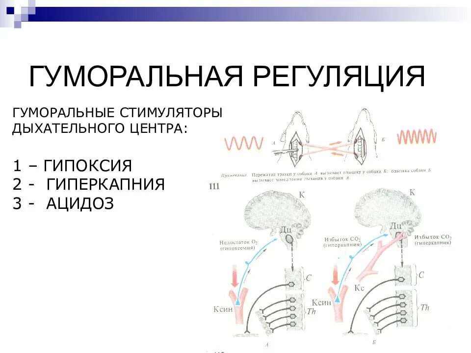 При угнетении дыхательного центра возникает. Гуморальные механизмы регуляции дыхания. гуморальная регуляция дыхания физиология. регуляция дыхательного центра. регуляция дыхания дыхательный центр.
