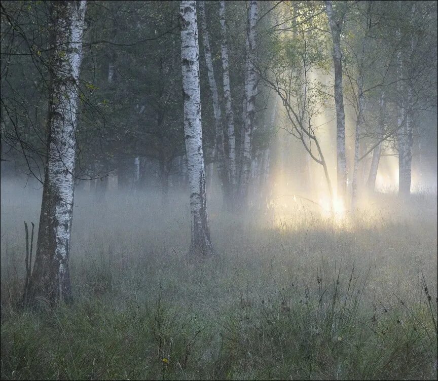 Утро в лесу. Туманное утро в лесу. Утренний туман в лесу. Утро лес туман. Пробуждение леса