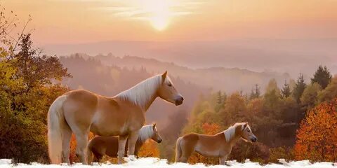 Horses horses when