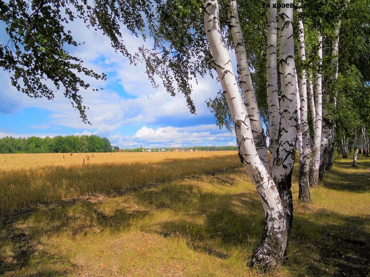 российские просторы березы есенин. рязанские поля и березы возле. русь река береза. березка река ульяновская область. березы небо.