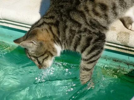Кот любящий воду