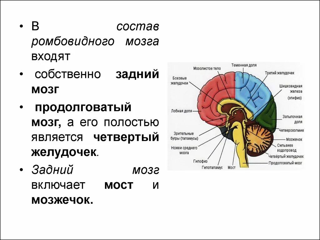 Задний и средний мозг строение. Ствол головного мозга ромбовидный. Отделы ромбовидного мозга. Задняя поверхность ствола головного мозга. В состав ствола мозга входят