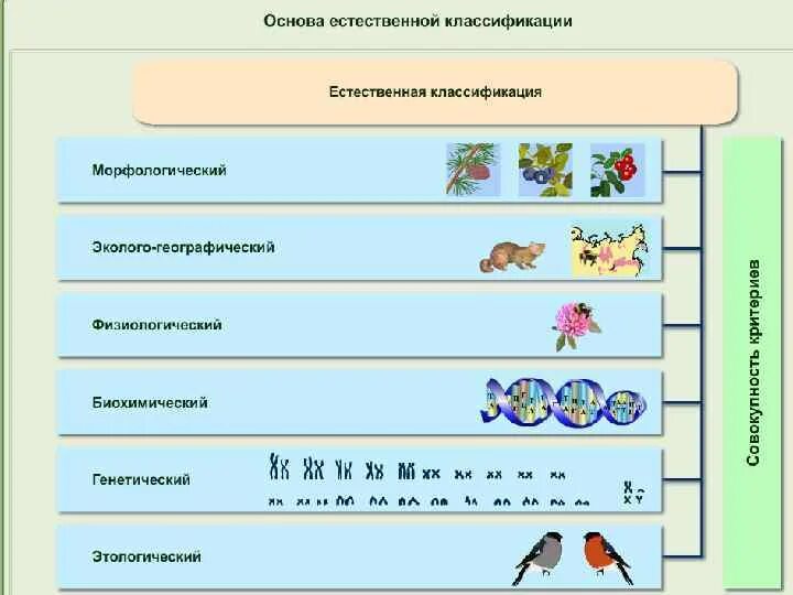 Многообразие организмов и их классификация. Естественная систематика примеры. Естественная классификация организмов. Примеры естественной классификации в биологии. Систематика и Эволюция.