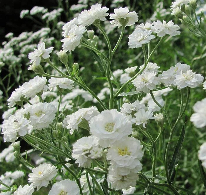 Гипсофила махровая многолетняя. Гипсофила махровая. Гипсофила премиум поштучно. Гипсофила махровая белая. Гипсофила метельчатая сноуфлейк.