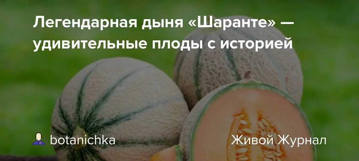 Дыня шаранте описание сорта фото отзывы садоводов Дыня шаранте отзывы фото