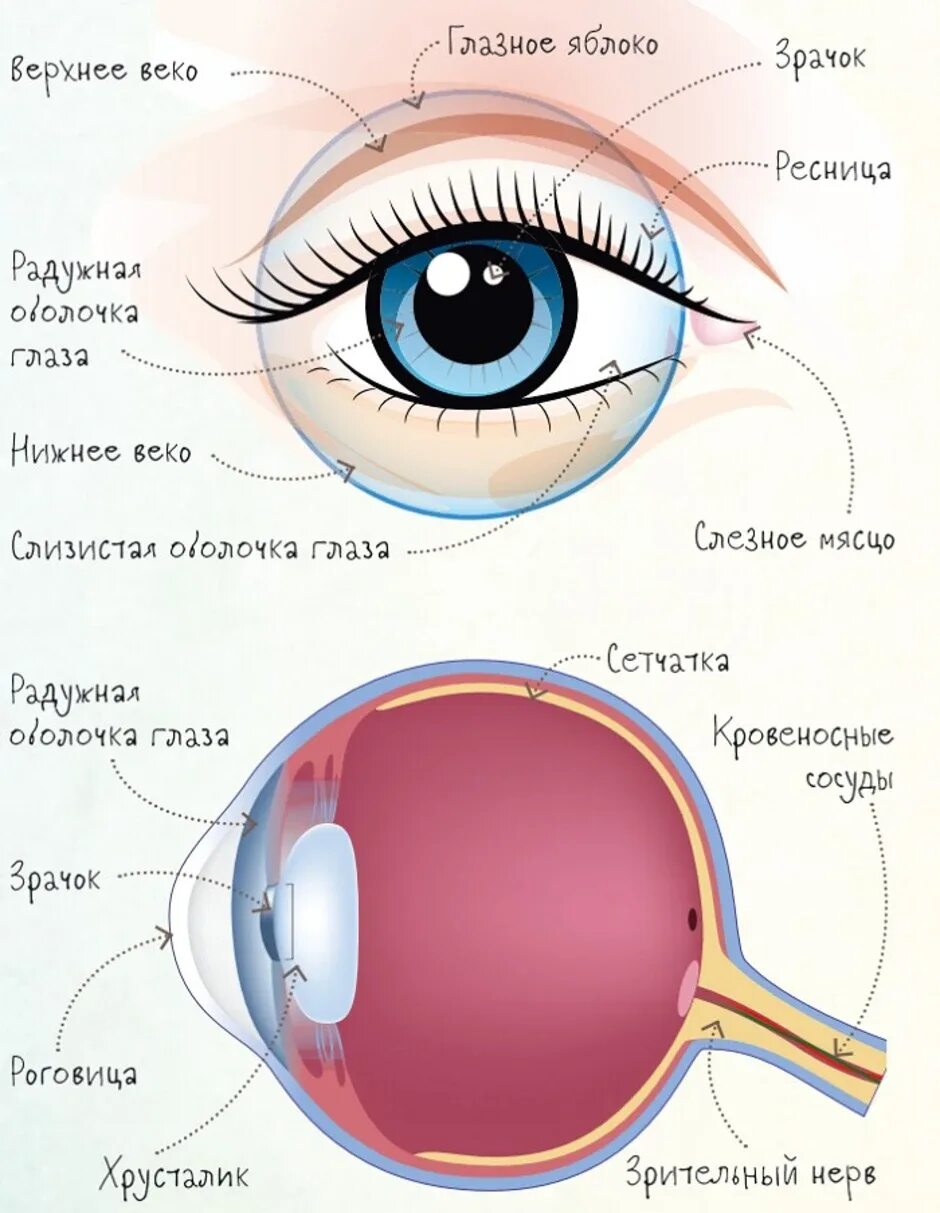 Связаны ли глаза