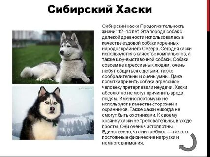 Собака доклад 2 класс