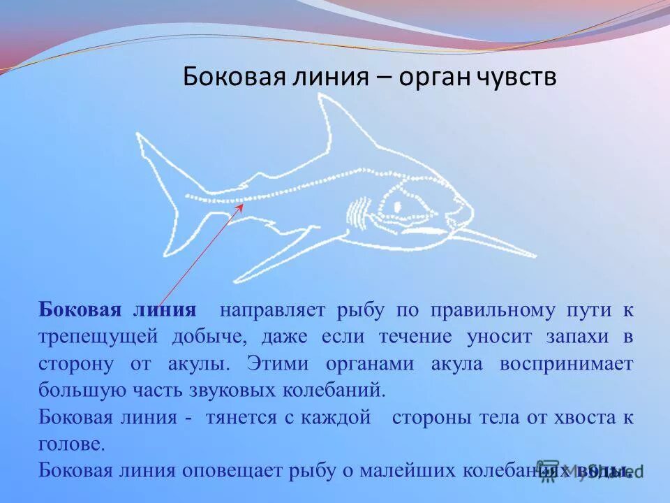 Особый орган чувств боковая линия. Органы боковой линии. Боковая линия у рыб. Боковая линия у акул. Органы чувств акулы.