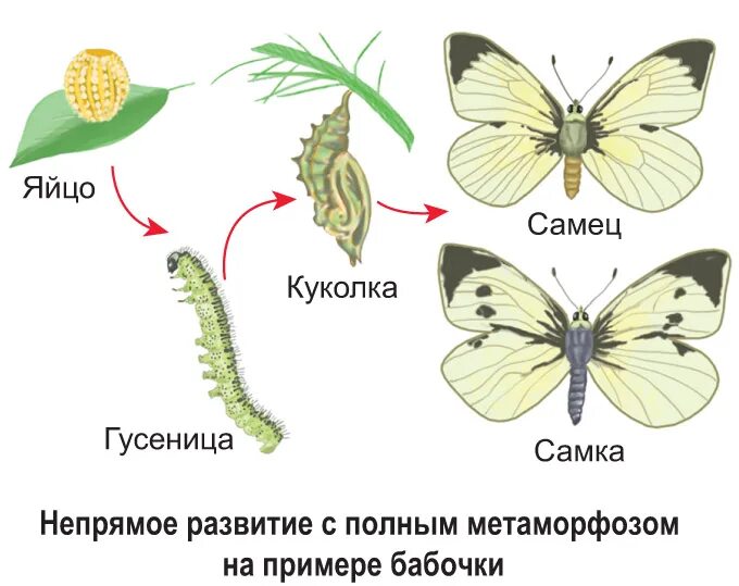 Организмы с полным превращением