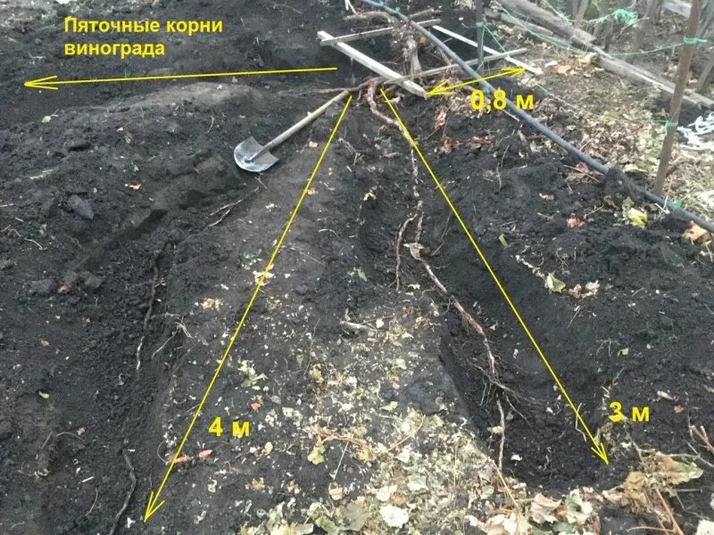 глубина корней винограда. корневище винограда. саженец аркадия саженец виноград. виноградная лоза корень. вымерзание корней винограда.
