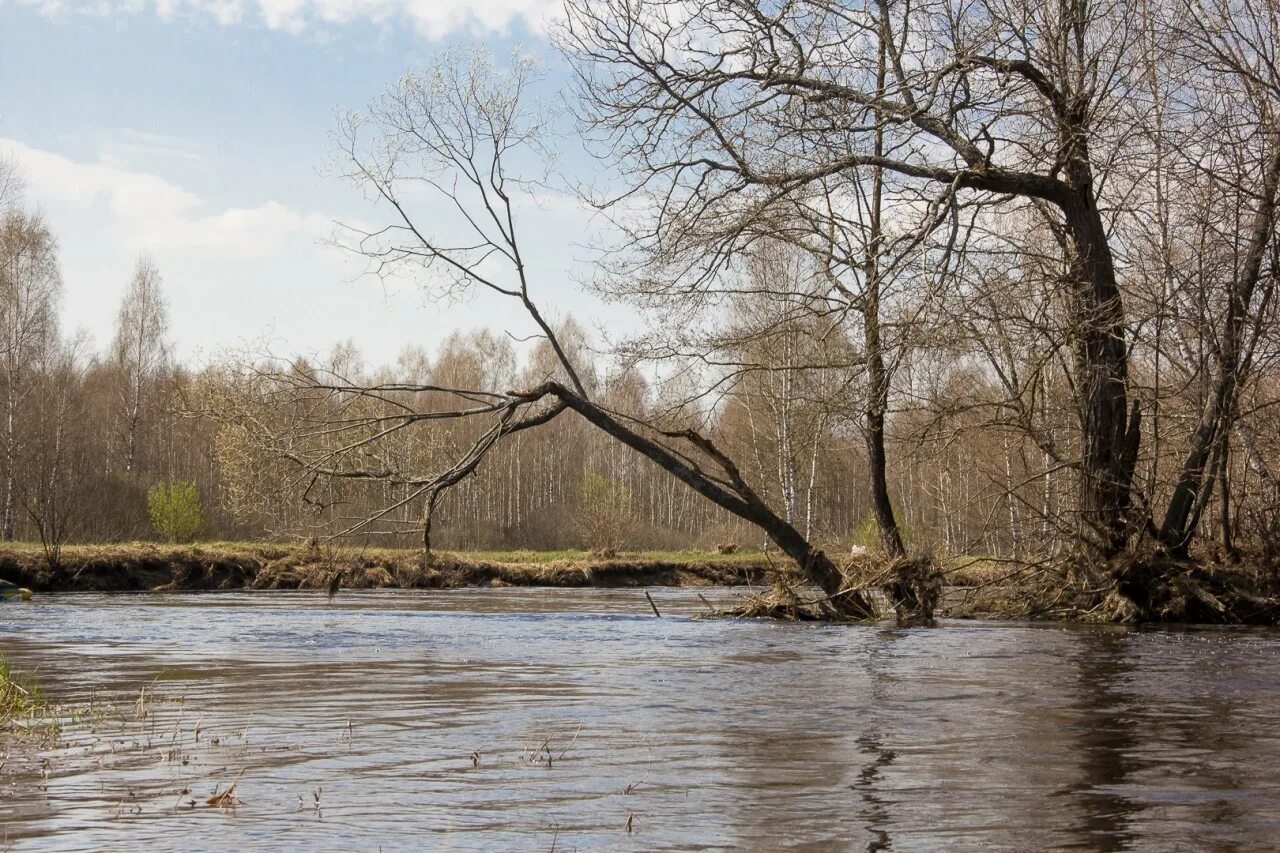 Уровень воды в реке угра. Река Жиздра разлив. Река Жиздра Калужская. Разлив реки Жиздра в Козельске. Протва половодье.