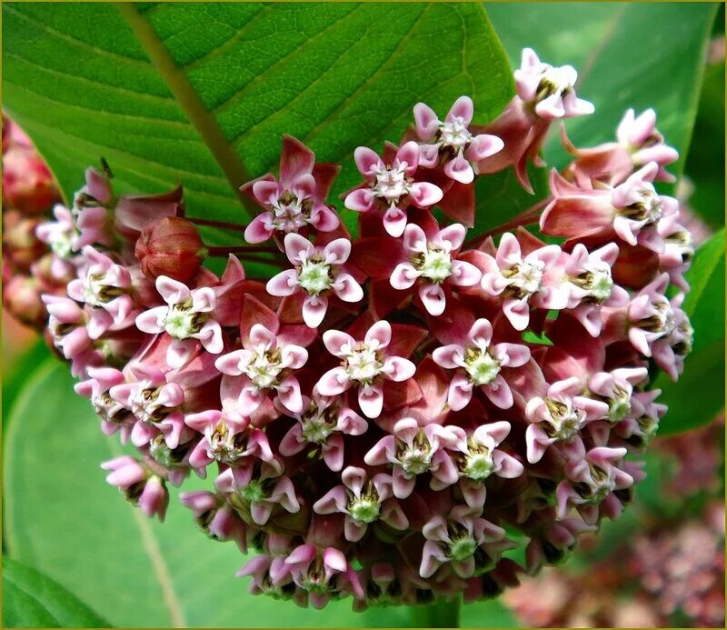 ваточник сирийский