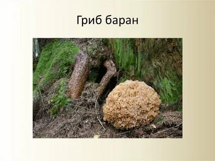 Гриб баран описание