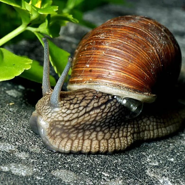 Виноградные улитки цена. Helix pomatia Виноградная улитка. Виноградная улитка съедобная. Виноградная улитка Хеликс из Натали. Породы съедобных улиток.