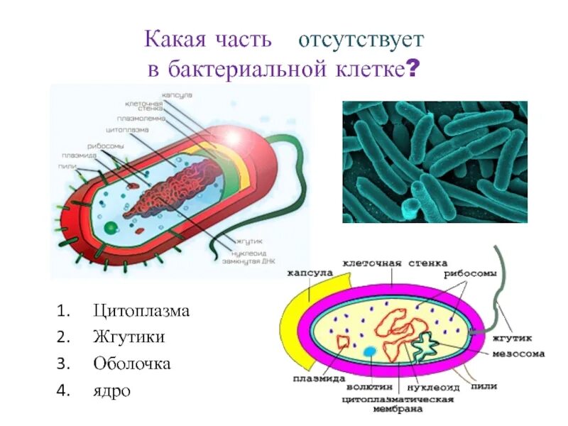 Жгутики бактериальной клетки 3 части. В бактериальной клетке отсутствует. Строение бактерии. Клетка бактерии. В клетках бактерий есть ядро