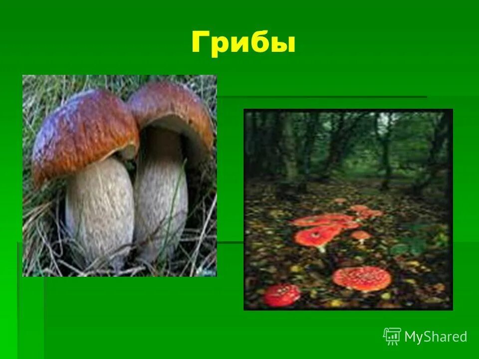 Природное сообщество грибы. Растения леса презентация. Презентация растения леса 4 класс. Жизнь леса 4 класс грибы.