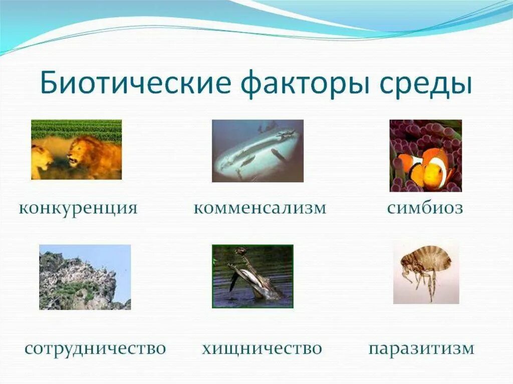 Биотические факторы живой природы. Биотические факторы это факторы. Биотические факторы факторы среды. Сибиотические факторы среды. Биотические факторы среды.