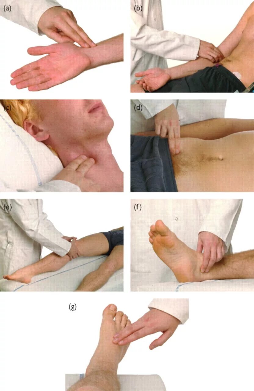 Как посчитать пульс. Измерение пульса характеристика. Как измерить пульс на руке. Исследование артериального пульса на лучевой артерии. Какиправельно мерить пулс.