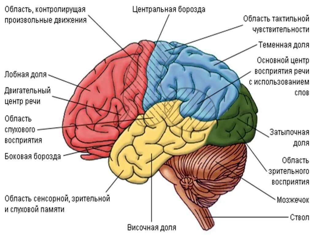 Каковы отделы головного мозга. Центральная (роландова) борозда головного мозга. кора больших полушарий головного мозга схема. схема доли больших полушарий мозга. схема строения головного мозга человека доли.