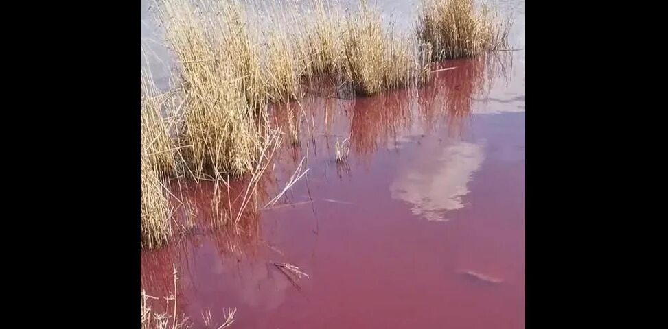 Албаши каневская. Красная река Краснодарский край. Вода в Литве окрасилась в Кровавый цвет. Болото Албаши. Новоминская река Албаши загрязнение.