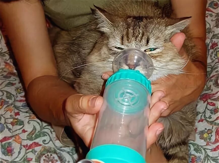 Астма у кота. Астма у кошек. кошка астматик. бронхиальная астма у кошек. астма у кота симптомы.