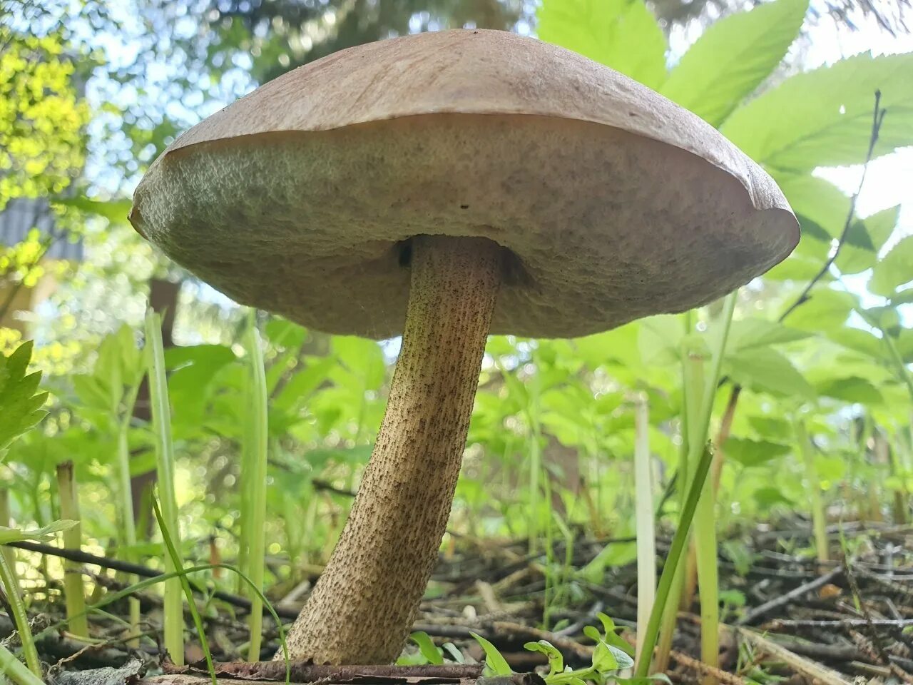 Подобабка