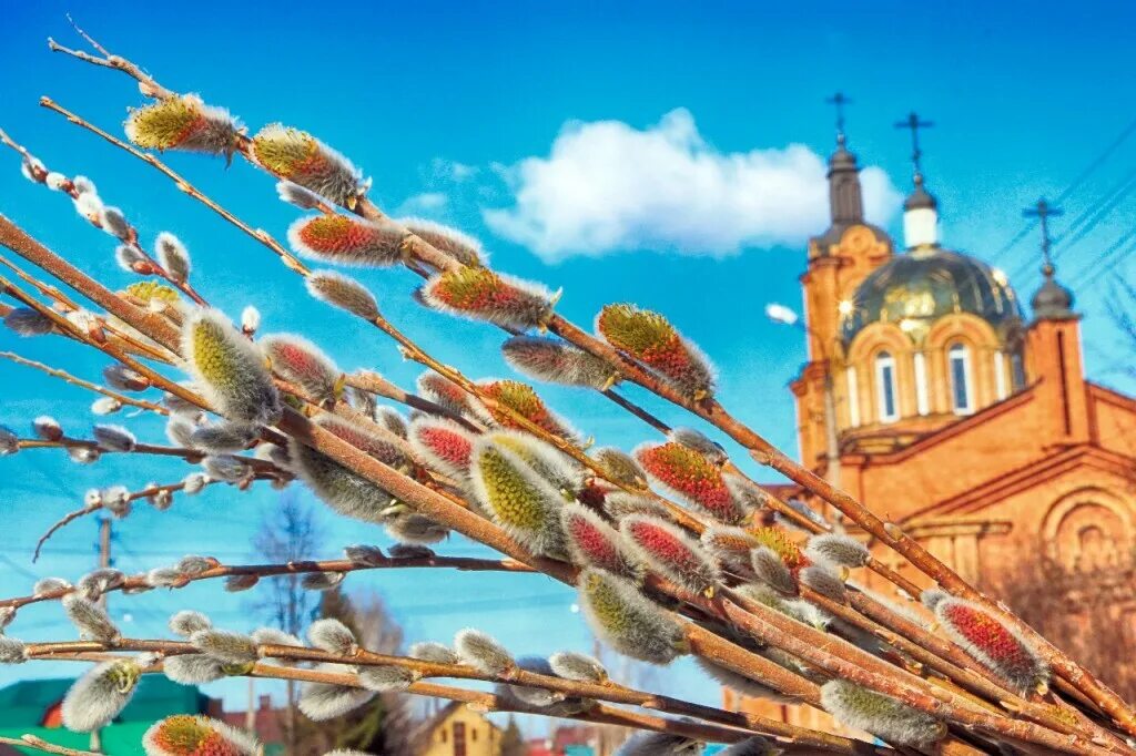 Надо ли вербу. Верба храм. Верба на Вербное воскресенье. Вербное 2022. С Вербным воскресеньем 2022г.