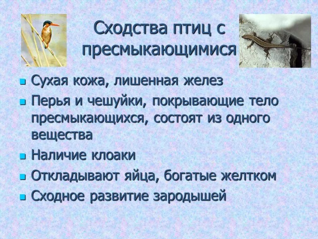 Черты сходства птиц с пресмыкающимися