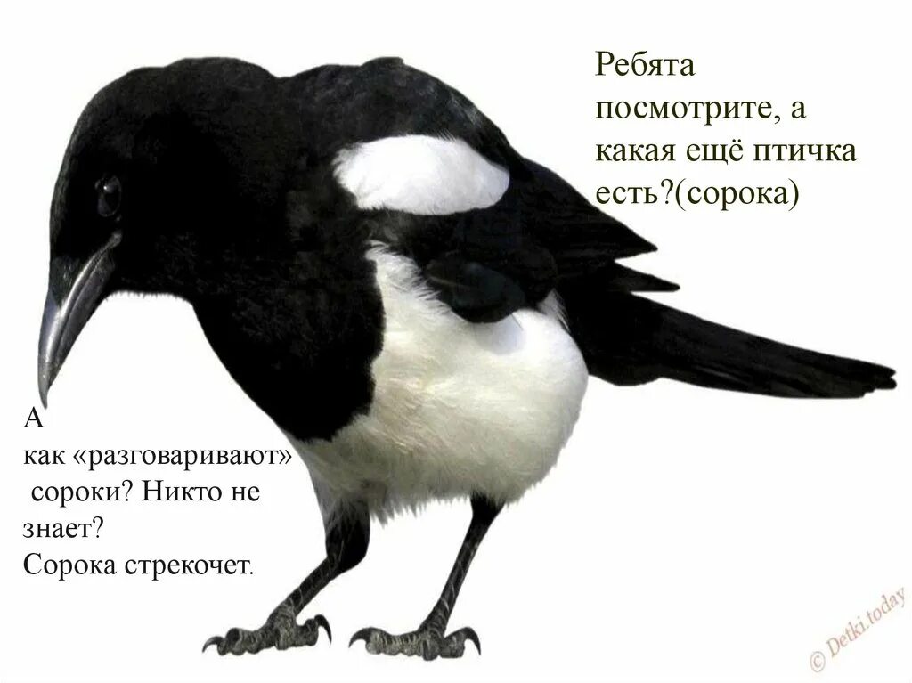 Диалог сороки и елочки